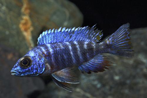 picture of Flavescent Peacock Cichlid Male Med                                                                  Aulonocara stuartgranti 'Flavescent'