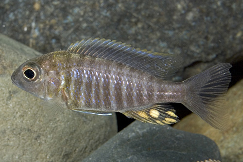 picture of Blue Orchid Peacock Cichlid Male  Reg                                                                Aulonocara kandeense