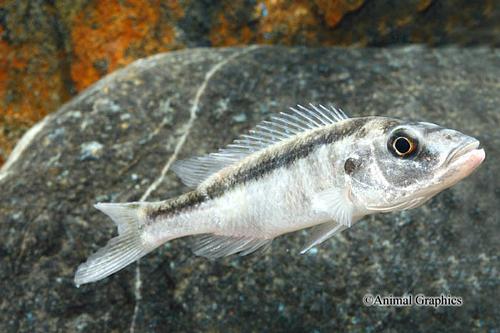 picture of Malawi Trout Cichlid Reg                                                                             Champsochromis caeruleus