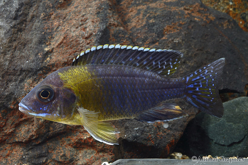 picture of Maulana Bicolor Peacock Cichlid Lrg                                                                  Aulonocara sp.