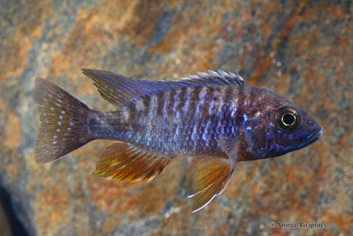 picture of Nyassae Peacock Cichlid Med                                                                          Aulonocara nyassae