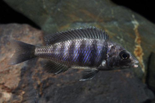 picture of Star Sapphire Phenochilus Cichlid Lrg                                                                Placidochromis phenochilius