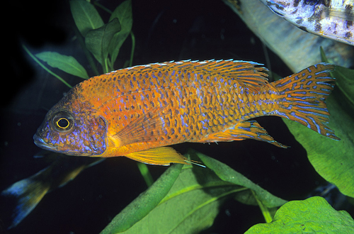 picture of Red Peacock Cichlid Male Lrg                                                                         Aulonocara sp. 'Red'