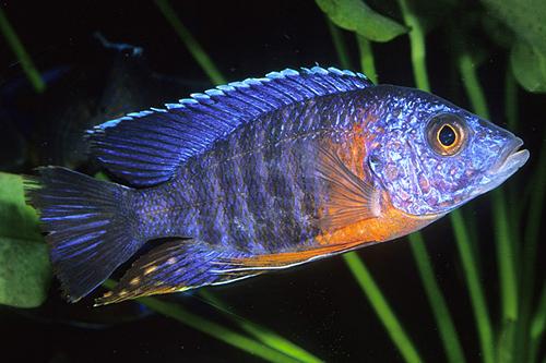 picture of Red Shoulder Peacock Cichlid Male Med                                                                Aulonocara stuartgranti 'Red Shoulder'