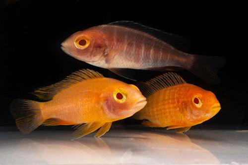 picture of Albino Sunburst Peacock Cichlid Reg                                                                  Aulonocara sp. 'Albino Sunburst'