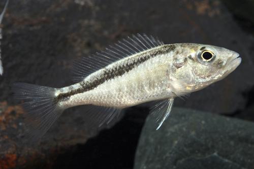 picture of Champsochromis Spilorhynchus Cichlid Sml                                                             Champsochromis spilorhynchus