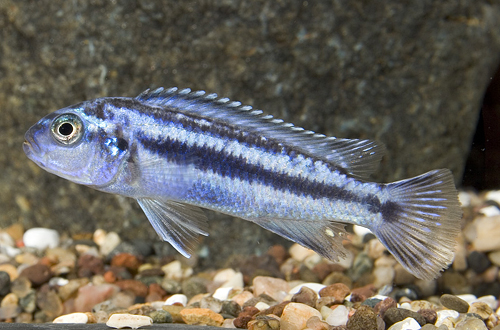 picture of Melano. Cyaneorhabdos 'Maingano' Cichlid Reg                                                         Pseudotropheus cyaneorhabdos