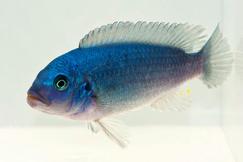 picture of Blue Zebra Cichlid Lrg                                                                               Maylandia zebra 'Blue'