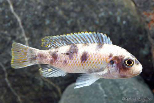 picture of O.B. Labeotropheus Fuelleborni Cichlid Reg                                                           Labeotropheus fuelleborni