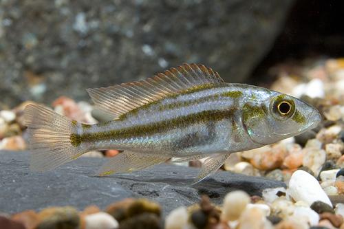 picture of Dimidiochromis Compressiceps Cichlid Male Lrg                                                        Dimidiochromis compressiceps