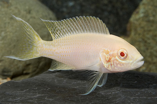 picture of Albino Neolamprologus Brichardi Cichlid Sml                                                          Neolamprologus brichardi 'Albino'