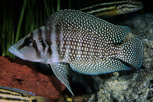 picture of Black Altolamprologus Calvus Cichlid Lrg                                                             Altolamprologus calvus 'Black'