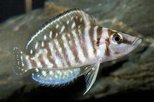 picture of White Altolamprologus Calvus Cichlid Sml                                                             Altolamprologus calvus 'White'