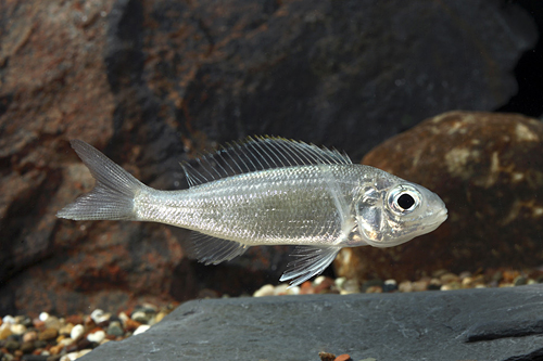 picture of Cyathopharanyx Furcifer Cichlid Reg                                                                  Cyathopharanyx furcifer