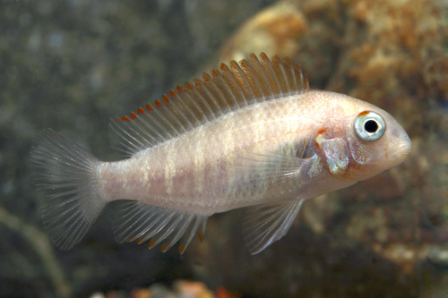 picture of Gold Firecracker Tropheus Moorii Cichlid Sml                                                         Tropheus moorii 'Gold Firecracker'