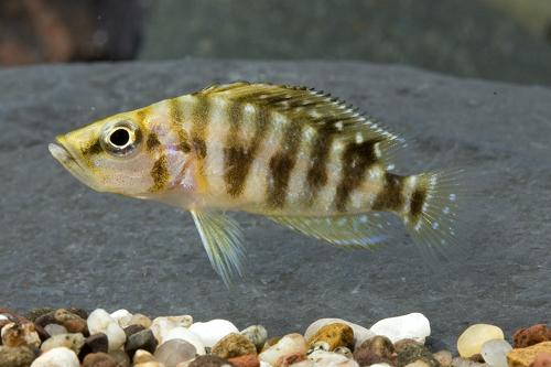 picture of Gold Head Altolamprologus Calvus Cichlid Sml                                                         Altolamprologus compressiceps