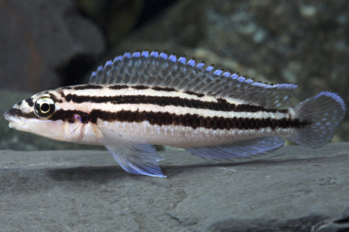 picture of Julidochromis Dickfeldi Cichlid Reg                                                                  Julidochromis dickfeldi