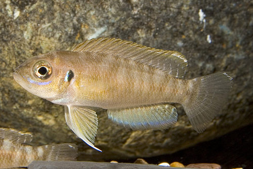 picture of Lamprologus Brevis Cichlid Reg                                                                       Neolamprologus brevis