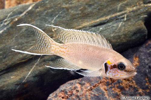 picture of Neolamprologus Brichardi Cichlid Med                                                                 Neolamprologus brichardi