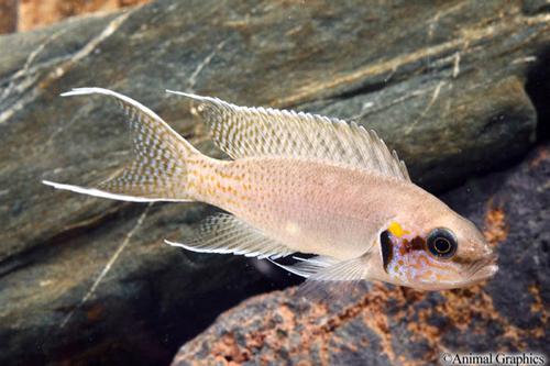 picture of Neolamprologus Brichardi Cichlid Lrg                                                                 Neolamprologus brichardi