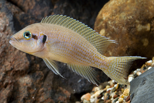 picture of Daffodil Neolamprologus Brichardi Cichlid Lrg                                                        Neolamprologus pulcher