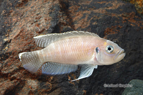 picture of Lamprologus Calliurus Cichlid Magarae Reg                                                            Lamprologus calliurus