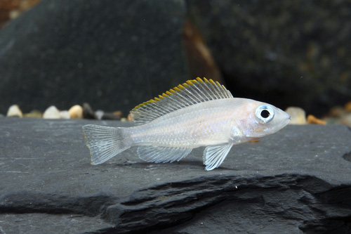 picture of Lamprologus Caudopunctatus Cichlid Sml                                                               Lamprologus caudopunctatus