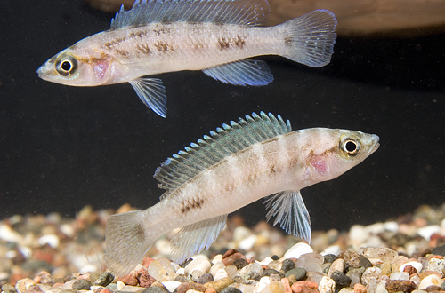 picture of Neolamprologus Cylindricus Cichlid Med                                                               Neolamprologus cylindricus