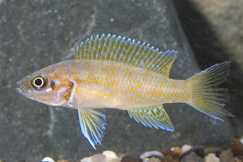 picture of Neolamprologus Helianthus Cichlid Reg                                                                Neolamprologus helianthus