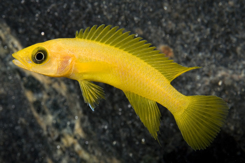 picture of Neolamprologus Leleupi Cichlid Sml                                                                   Neolamprologus leleupi