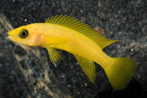 picture of Neolamprologus Leleupi Cichlid Lrg                                                                   Neolamprologus leleupi