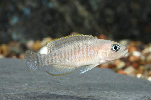 picture of Lamprologus Multifasciatus Cichlid Sml                                                               Neolamprologus multifasciatus