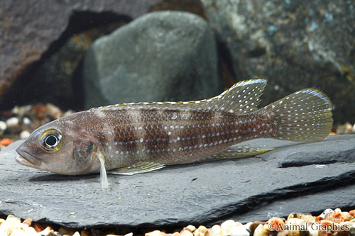 picture of Neolamprologus Tetracanthus Cichlid Med                                                              Neolamprologus tetracanthus