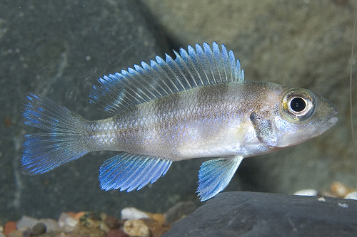 picture of Neolamprologus Tretocephalus Cichlid Sml                                                             Neolamprologus tretocephalus