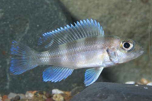 picture of Neolamprologus Tretocephalus Cichlid Med                                                             Neolamprologus tretocephalus