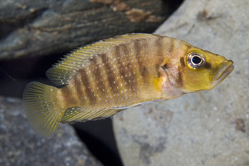 picture of Orange Altolamprologus Calvus Cichlid Reg                                                            Altolamprologus compressiceps 'Orange'