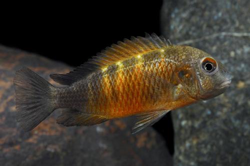 picture of Tropheus Bembas Cichlid Sml                                                                          Tropheus moorii 'Bemba Flame'