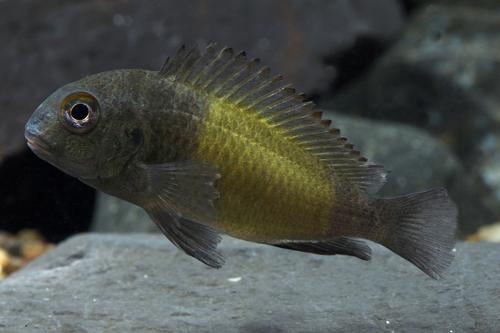 picture of Ikola Kaiser Tropheus Moorii Cichlid Sml                                                             Tropheus moorii var. Ikola