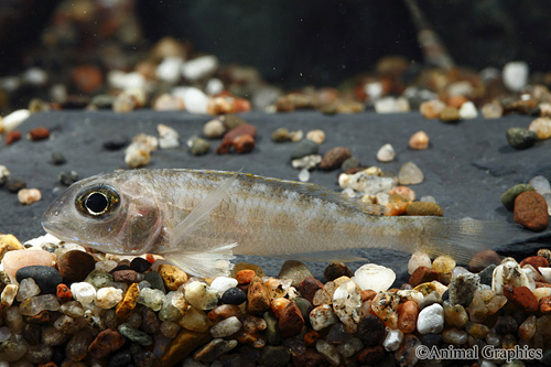 picture of Yellow Xenotilapia Sima Cichlid Reg                                                                  Xenotilapia sima