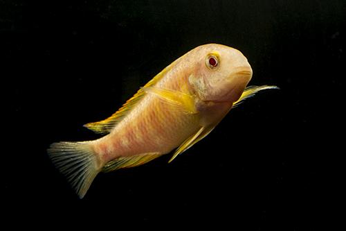 picture of Albino Kipili Tropheus Brichardi Cichlid Reg                                                         Tropheus brichari kipili