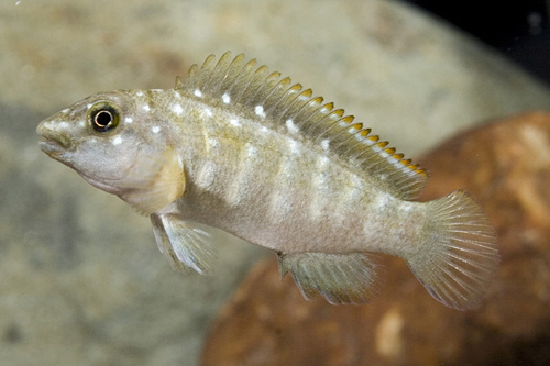 picture of Spathodus Erythrodon Cichlid Reg                                                                     Spathodus erythrodon