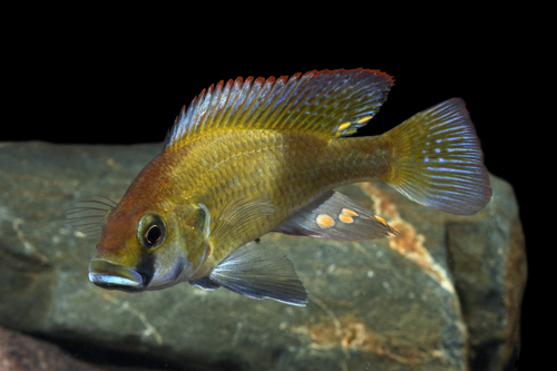 picture of Astatotilapia Burtoni Cichlid Sml                                                                    Astatotilapia burtoni