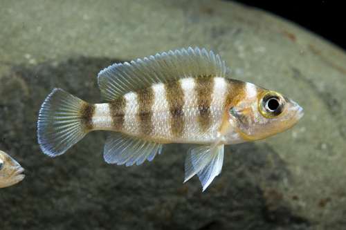 picture of Gold Neolamprologus Sexfasciatus Cichlid Med                                                         Neolamprologus sexfasciatus 'Gold'