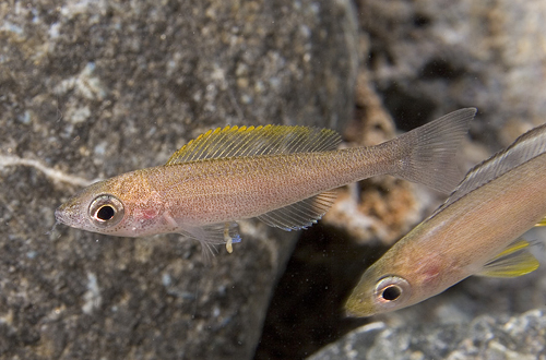 picture of Lime Ghost Cyprichromis Leptosoma Cichlid Reg                                                        Xenotilatia spiloptera kachese