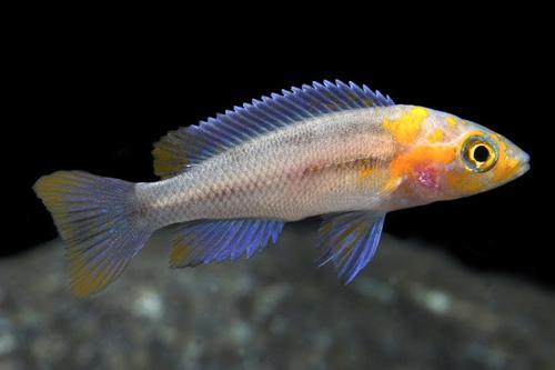 picture of Neolamprologus Falcicula Cichlid Med                                                                 Neolamprologus falcicula