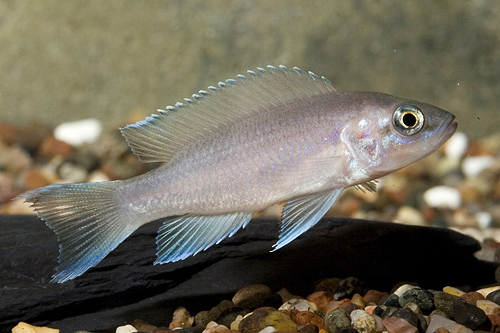 picture of Fulwe Rocks Neolamp. Brichardi Cichlid Reg                                                           Neolamprologus brichardi var. Fulwe Rocks