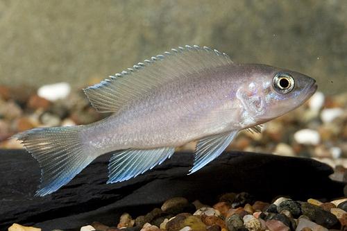 picture of Fulwe Rocks Neolamp. Brichardi Cichlid Shw                                                           Neolamprologus brichardi var. Fulwe Rocks