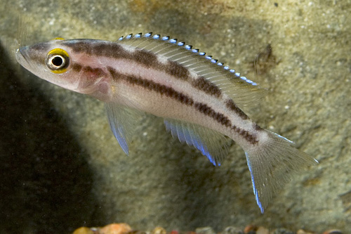 picture of Neolamprologus Buescheri Cichlid Sml                                                                 Neolamprologus buescheri