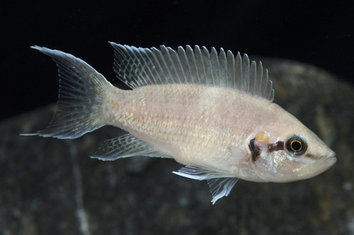 picture of Black Neolamprologus Brichardi Cichlid Reg                                                           Neolamprologus brichardi 'Black'