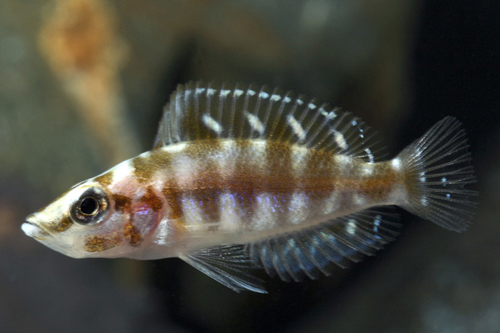 picture of Black Inkfin Altolamprol. Calvus Cichlid Sml                                                         Altolamprologus calvus 'Inkfin'